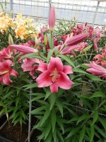 [5170 Dalian Mak No01.JPG]